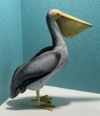Pelican Pad